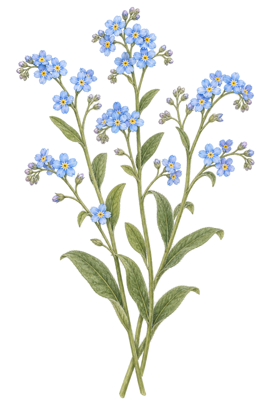 Forget-Me-Not botanical illustration