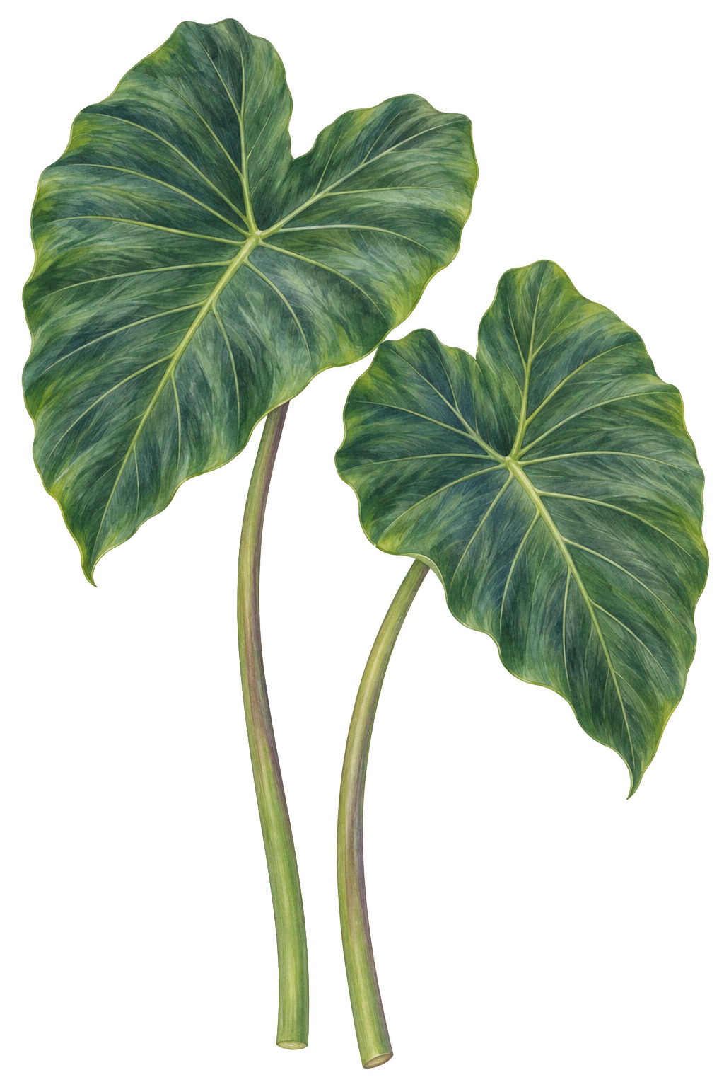 Taro Leaf botanical illustration